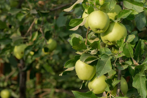 apples grow on a tree. branch with apples