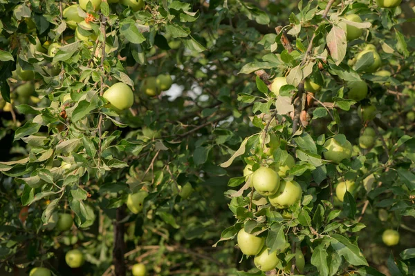 apples grow on a tree. branch with apples