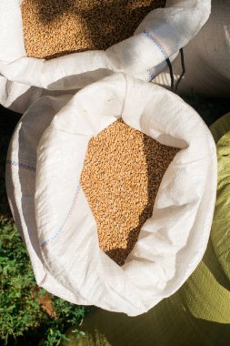 Buğday yakın çekim ile çanta. Buğday bir çantada. naylon torbalar