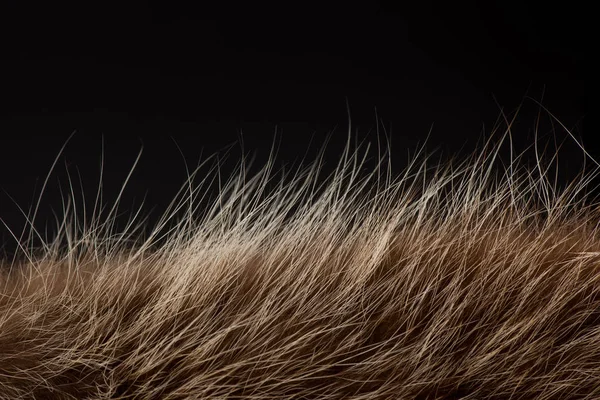 hayvan saç yakın çekim. kürk doku