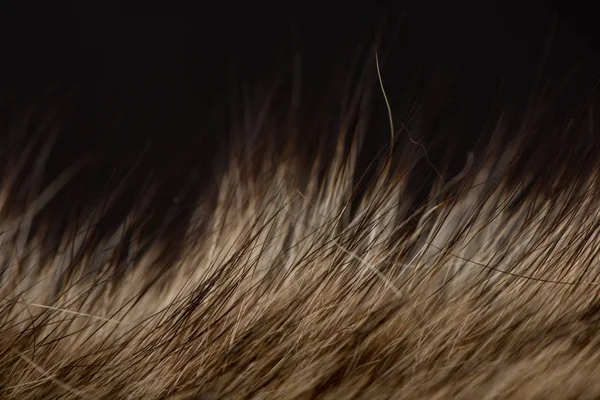 animal hair close-up. fur texture