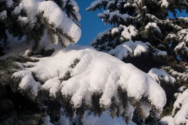 Julgran Vintern Träd Snön — Stockfoto
