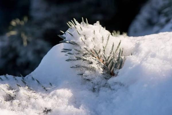 冬のクリスマス ツリー 雪の中のツリー — ストック写真