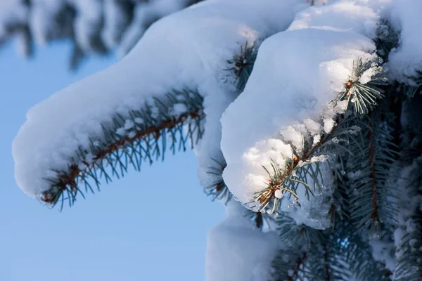 冬のクリスマス ツリー 雪の中のツリー — ストック写真