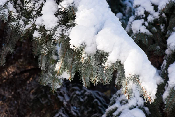 冬のクリスマス ツリー 雪の中のツリー — ストック写真