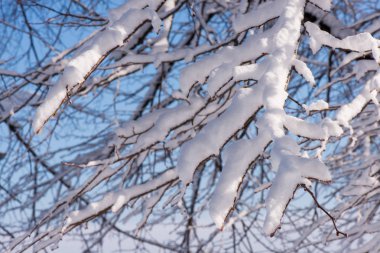 kar ağaçlarda. Kış manzarası. ağaç dalları kışın