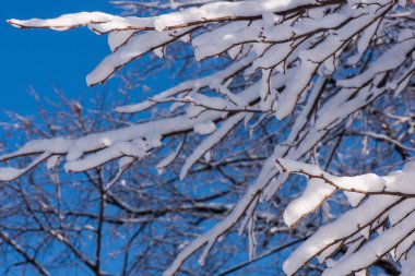 kar ağaçlarda. Kış manzarası. ağaç dalları kışın