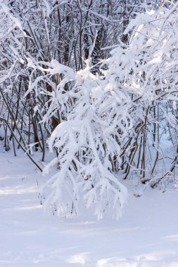 kar ağaçlarda. Kış manzarası. ağaç dalları kışın