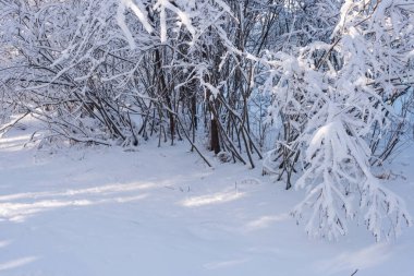 kar ağaçlarda. Kış manzarası. ağaç dalları kışın