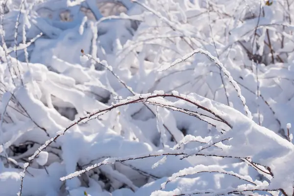 雪の中での木 冬の風景 冬の木の枝 — ストック写真