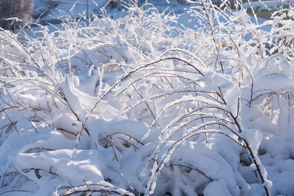 Bäume Schnee Winterlandschaft Äste Winter — Stockfoto