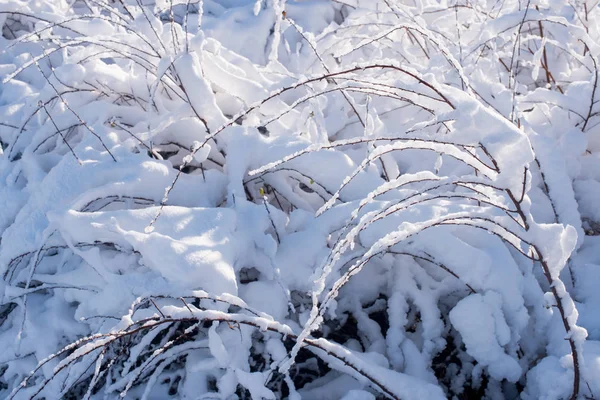 Träd Snön Vinterlandskap Trädgrenar Vinter — Stockfoto