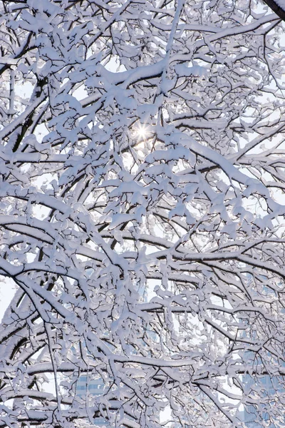 kar ağaçlarda. Kış manzarası. ağaç dalları kışın