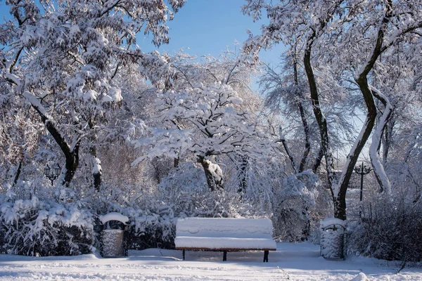 kar ağaçlarda. Kış manzarası. ağaç dalları kışın