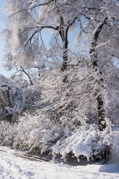 trees in the snow. winter landscape. tree branches in winter