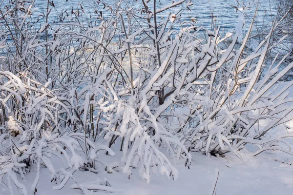 雪の中での木 冬の風景 冬の木の枝 — ストック写真