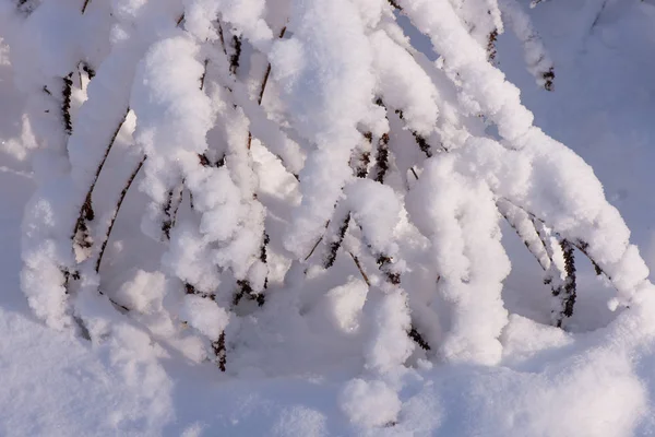 Árvores Neve Paisagem Inverno Ramos Árvores Inverno — Fotografia de Stock