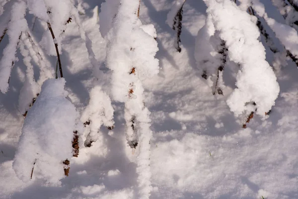 Деревья Снегу Зимний Пейзаж Ветви Деревьев Зимой — стоковое фото
