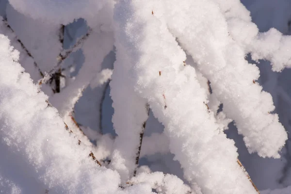 Деревья Снегу Зимний Пейзаж Ветви Деревьев Зимой — стоковое фото