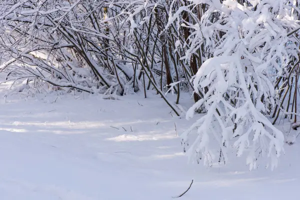 雪の中での木 冬の風景 冬の木の枝 — ストック写真