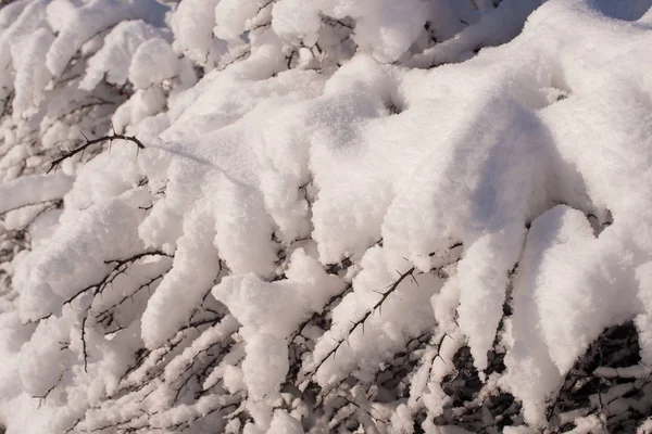 Träd Snön Vinterlandskap Trädgrenar Vinter — Stockfoto