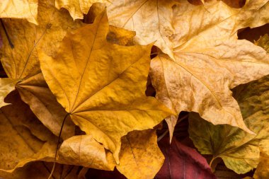 Akçaağaç yakın bırakır