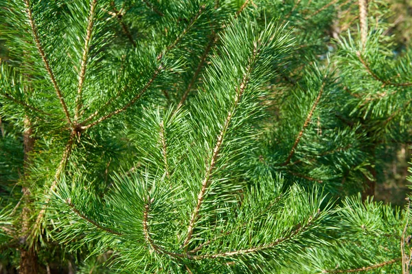 Texture Christmas Tree Closeup — Stock Photo, Image