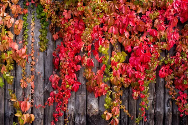 Листья Дикого Винограда Фоне Досок — стоковое фото