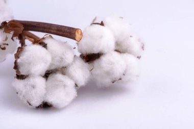 Beyaz arkaplanda pamuk dalı