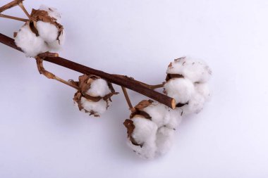 Beyaz arkaplanda pamuk dalı