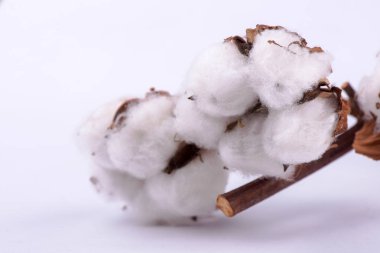 Beyaz arkaplanda pamuk dalı