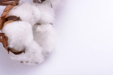 Beyaz arkaplanda pamuk dalı