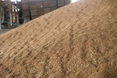 buğday tahıl depolama. Buğday taneleri yığını. buğday hasat