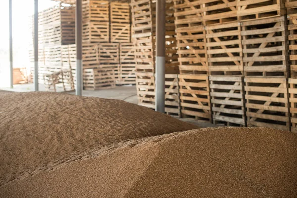 storage of wheat grains. heap of wheat grains. wheat harvest
