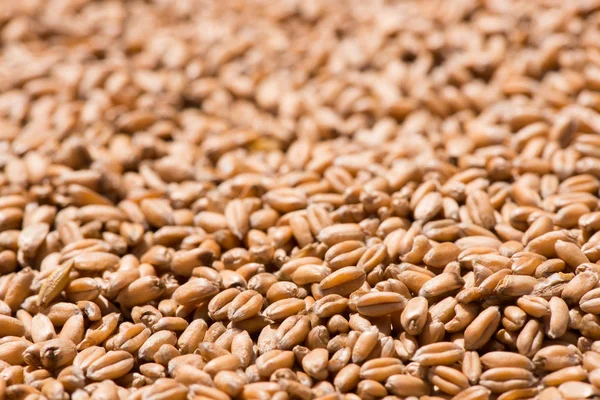 storage of wheat grains. heap of wheat grains. wheat harvest