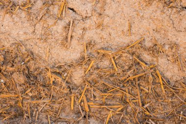 bir kil duvar dokusu. duvar soyutlama