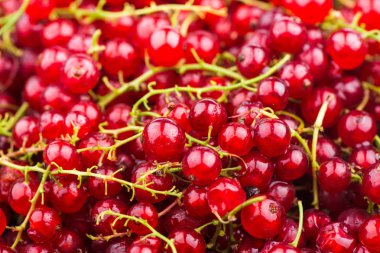 Beyaz arka plan üzerinde yırtık frenk üzümü