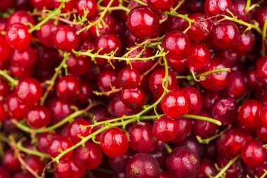 Beyaz arka plan üzerinde yırtık frenk üzümü