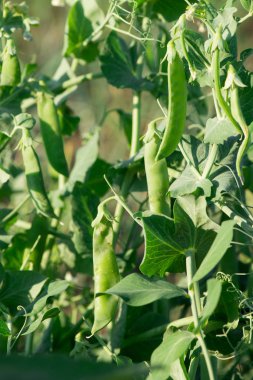 yeşil bezelye büyüyor. bezelye portre