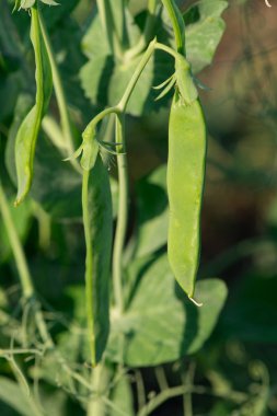 yeşil bezelye büyüyor. bezelye portre