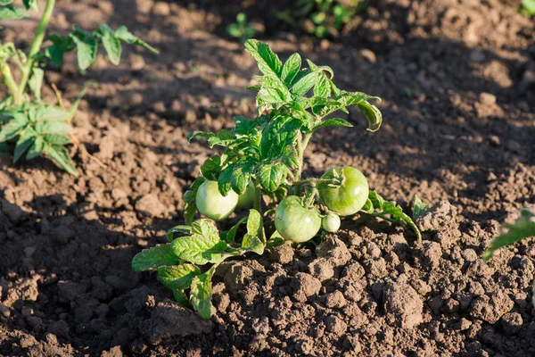 a bush of tomatoes. growing tomatoes on the field