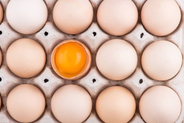 tavuk yumurta portre. yumurta