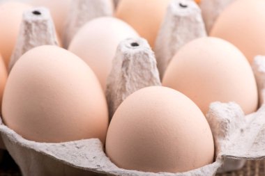 tavuk yumurta portre. yumurta