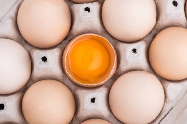 tavuk yumurta portre. yumurta