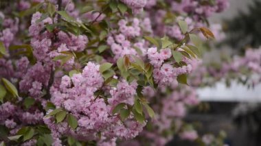 Sakura çiçek açıyor. Sakura şubeleri.