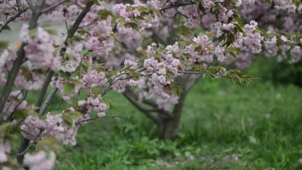Sakura Blomstrer Sakuragrener – stockvideo