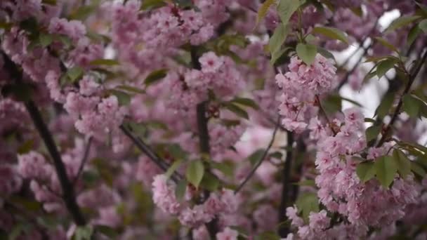 Sakura Blooming Sakura Branches — Stock Video