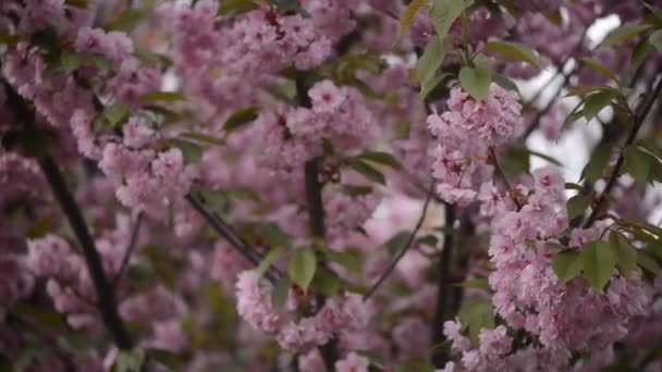 Sakura Blomstrer Sakuragrener – stockvideo