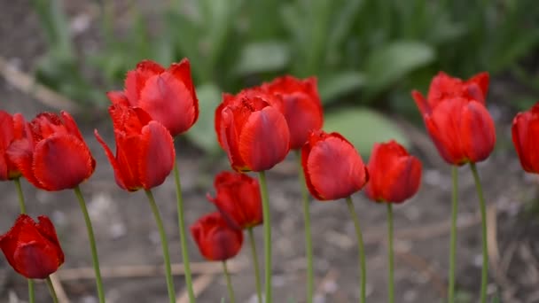 Tulpen Wind Schöne Tulpen — Stockvideo