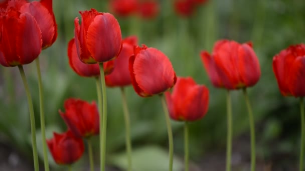 Tulpen Wind Schöne Tulpen — Stockvideo